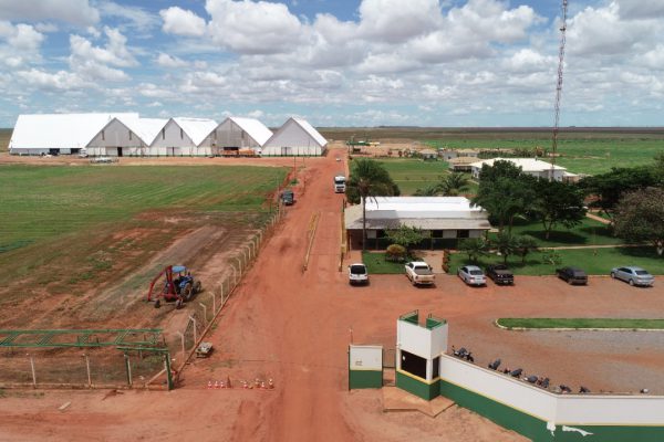 Sementes-Mineirao-07-600x400