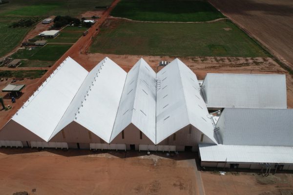 Sementes-Mineirao-CAPA-600x400